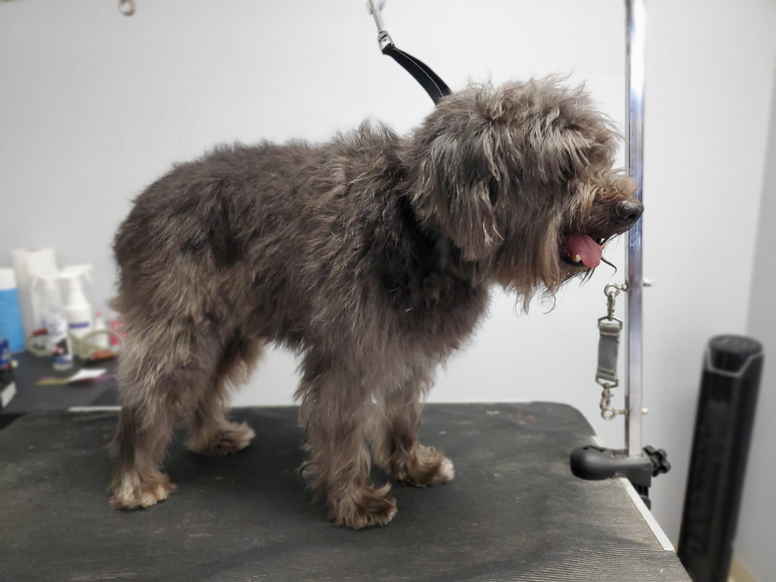 Jack before groom